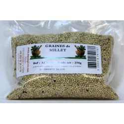 Graines de millet doré