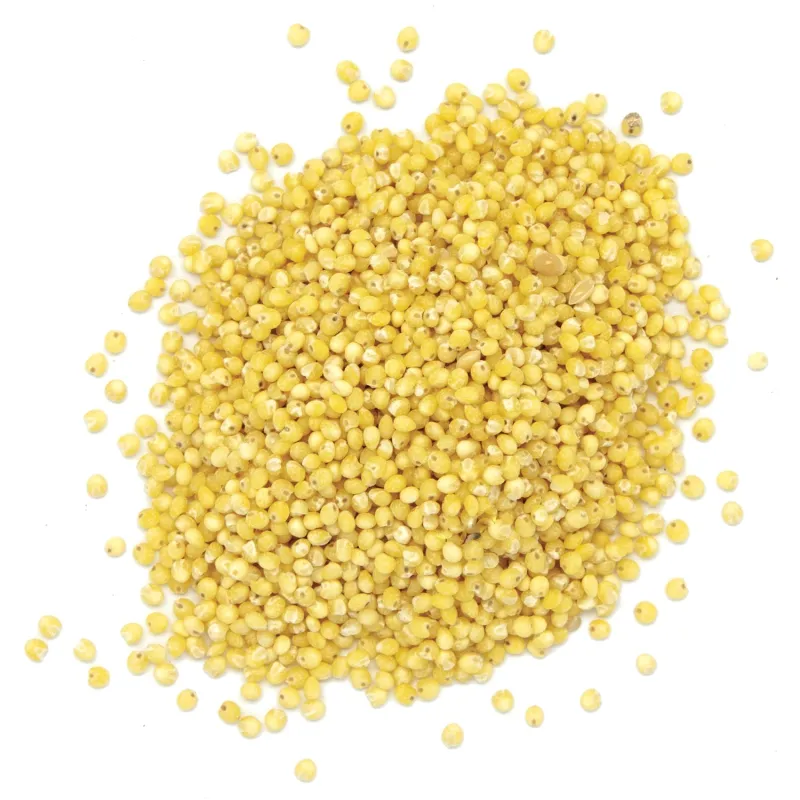 Graines de millet doré Graines de millet doré